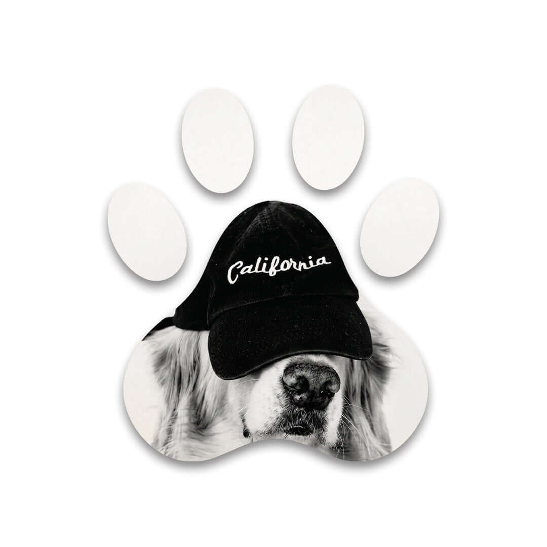 Cuadro Huella de Perro con Gorra | Decoración Urbana