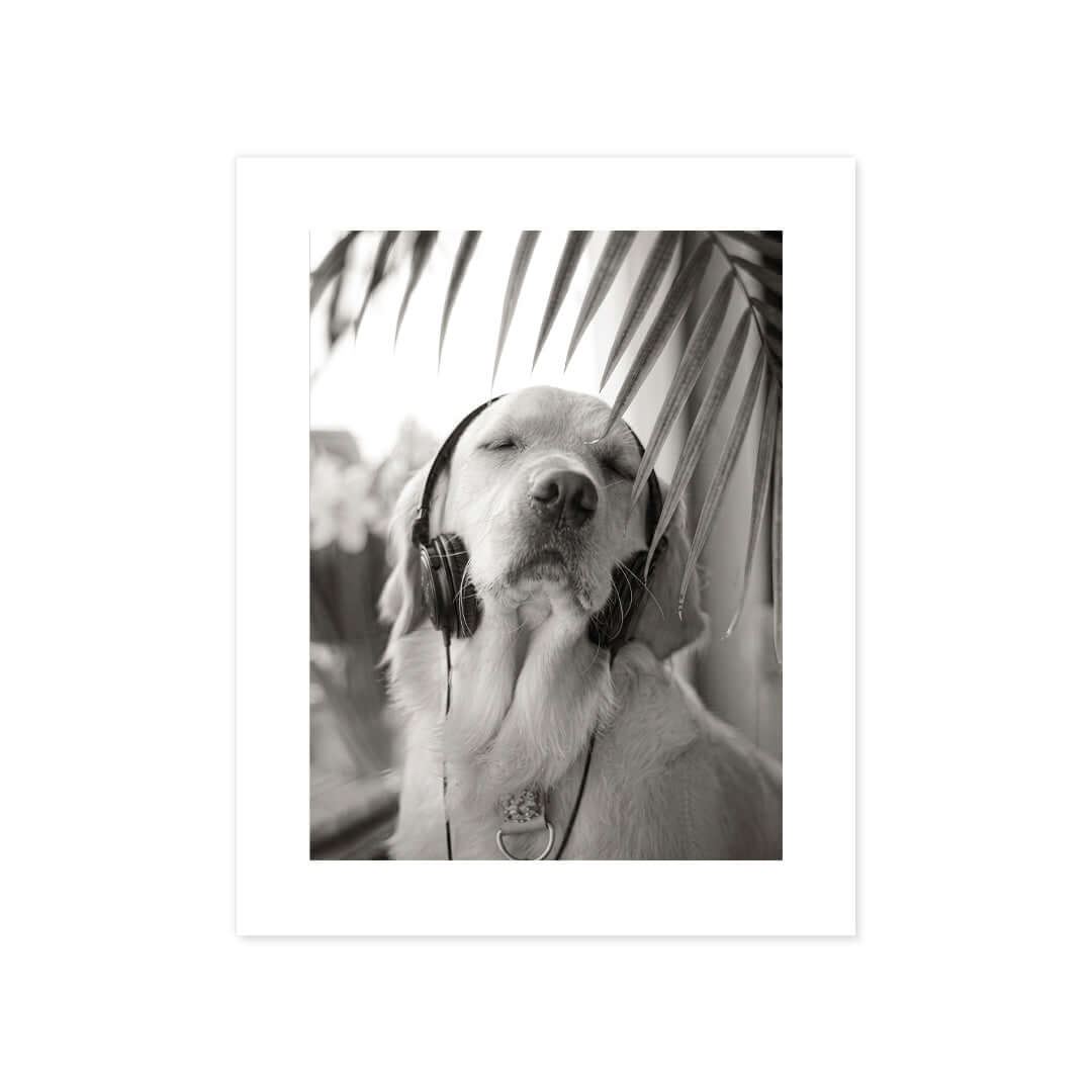 Cuadro Póster Perro en Blanco y Negro | Decoración Elegante