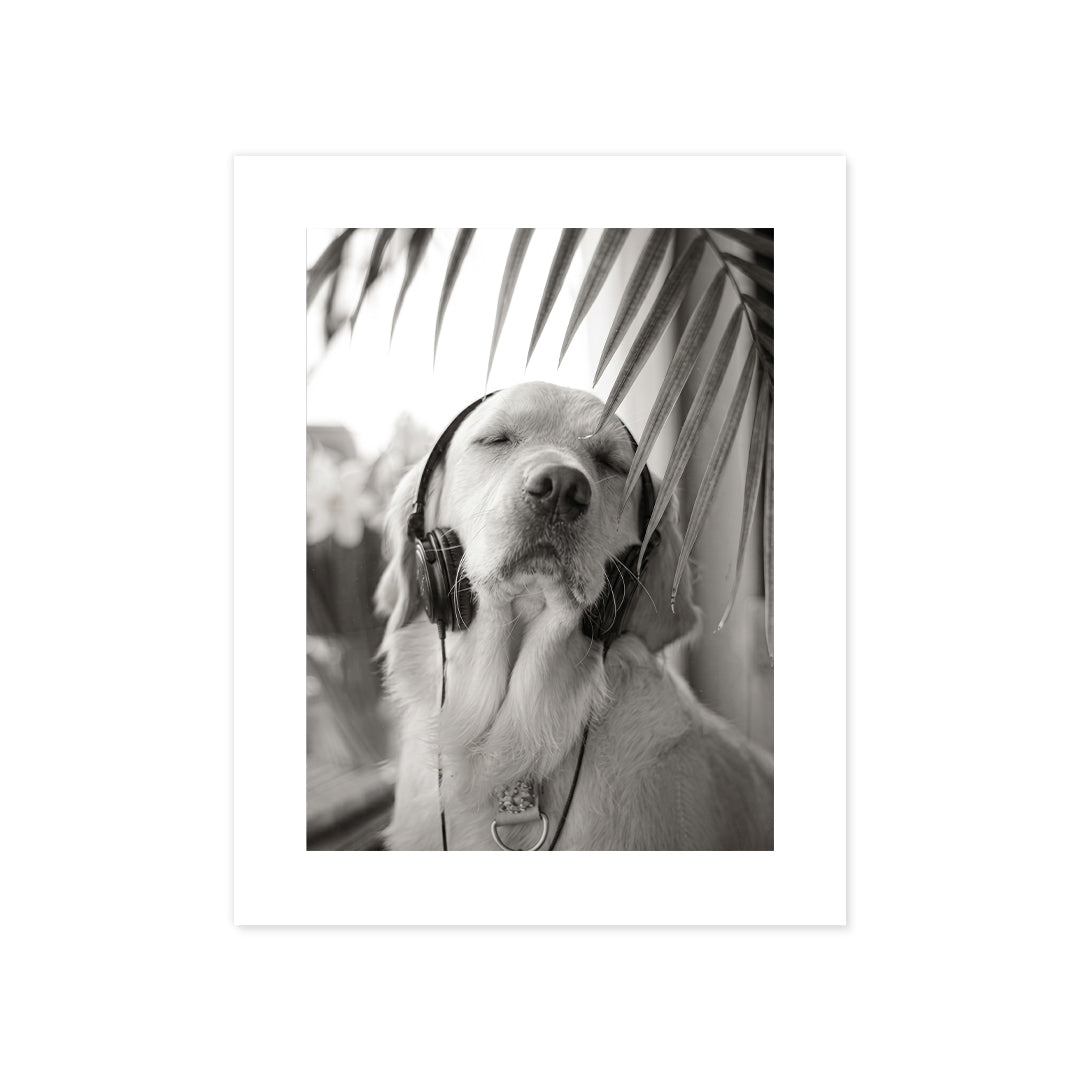 Cuadro Póster Perro en Blanco y Negro | Decoración Elegante
