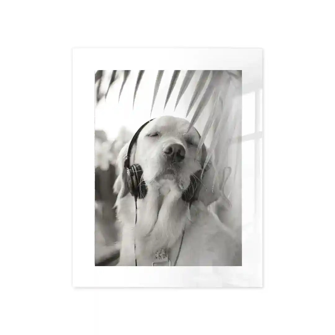 Cuadro Perro con Auriculares | Relax