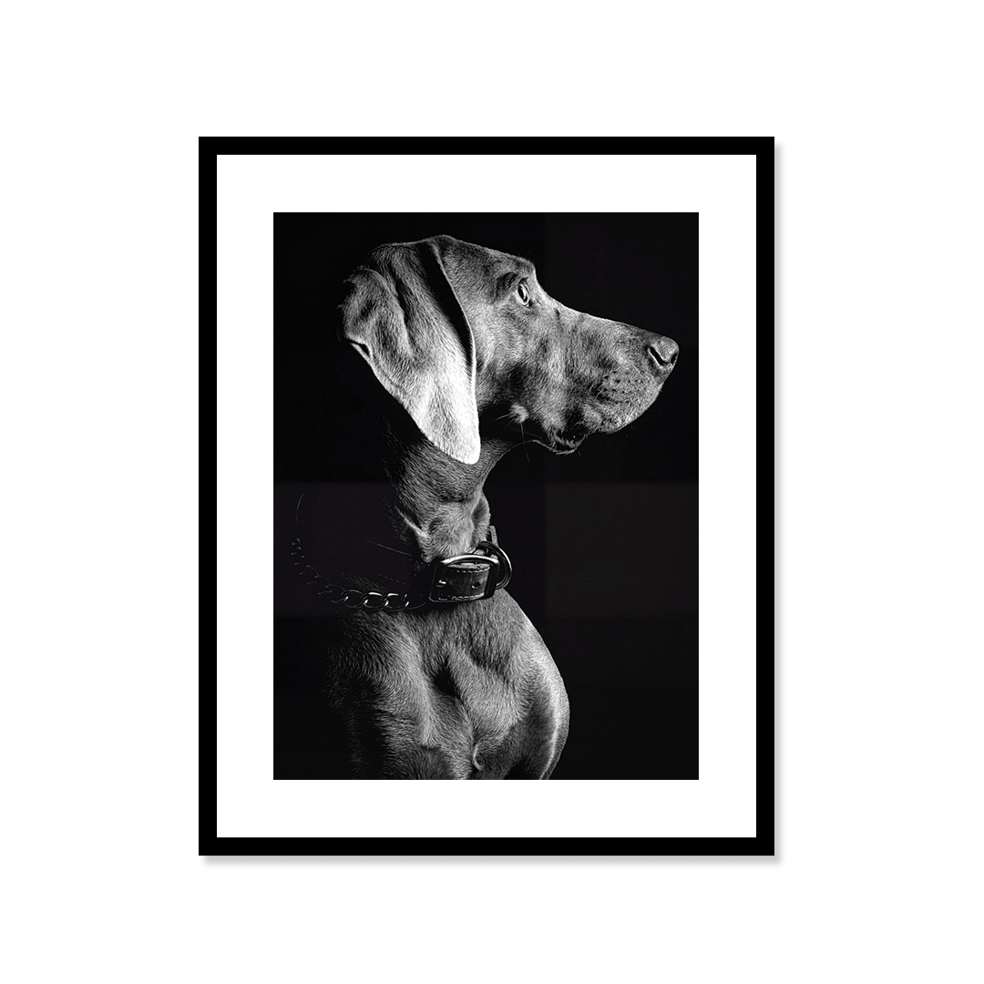 Cuadro Póster Weimaraner | Decoración Elegante