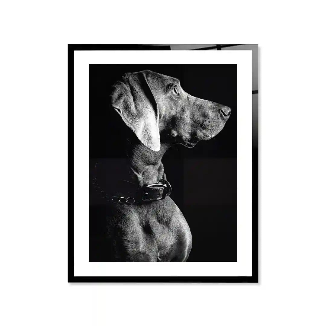 Cuadro Póster Weimaraner | Decoración Elegante