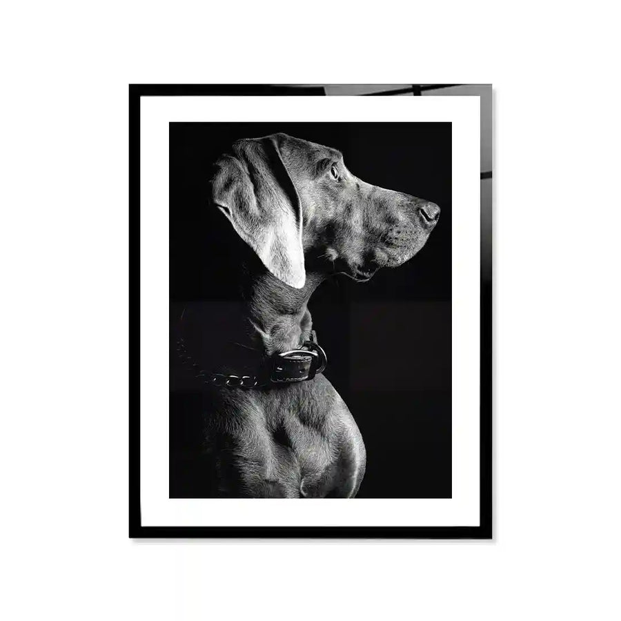Cuadro Póster Weimaraner | Decoración Elegante