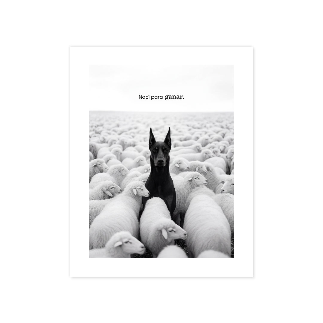 Cuadro Póster Dóberman entre Ovejas | Decoración Moderna