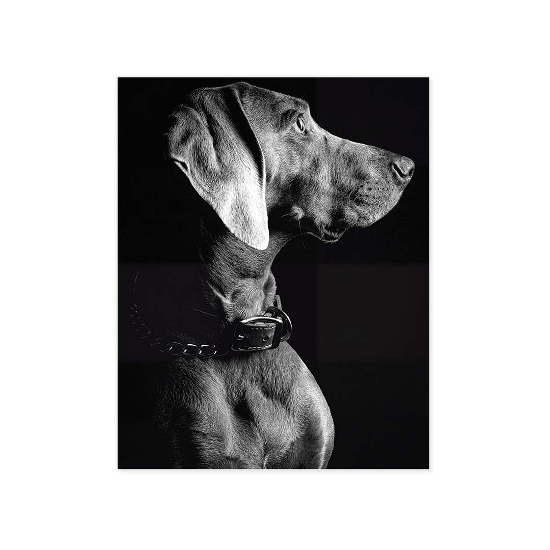 Cuadro Póster Weimaraner | Decoración Elegante